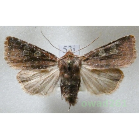 Cerastis leucographa (Denis & Schiffermüller, 1775) Czech53i
